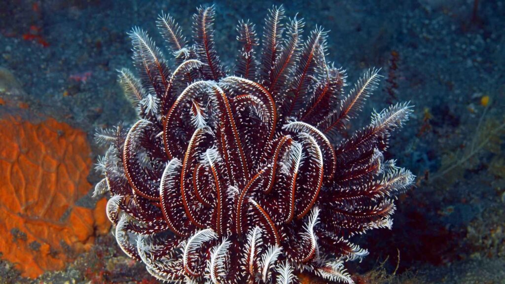Living feather-star crinoid with dozens of feathery arms extended for filter feeding on a coral-reef slope.