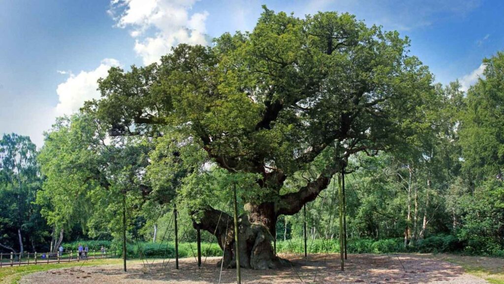 The Major Oak in Sherwood Forest with full green canopy during healthier years