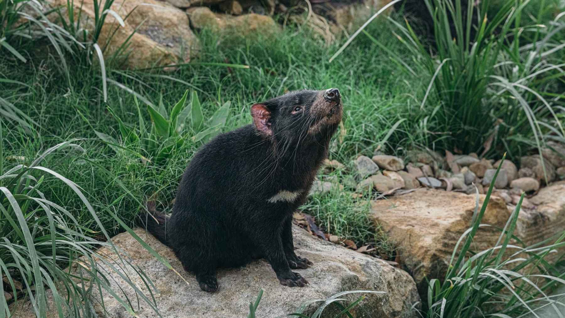 Mary, the escaped Tasmanian devil, after being found alive following 15 days in bushland near Paradise Country on Australia's Gold Coast.