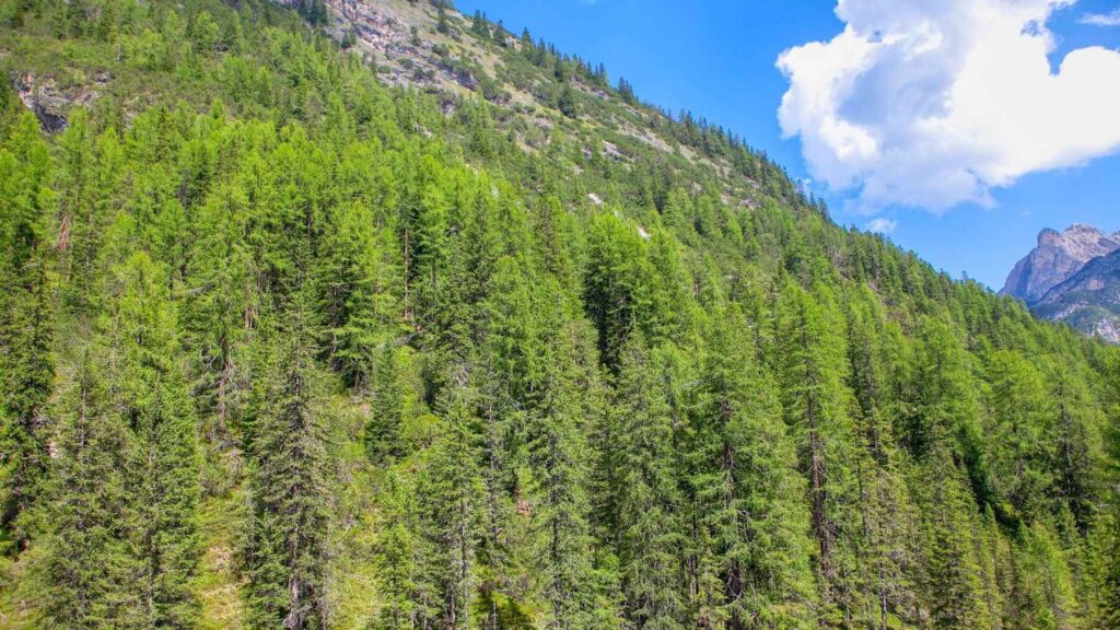 Mixed forest landscape in northern Italy with more diverse vegetation and varied tree structure