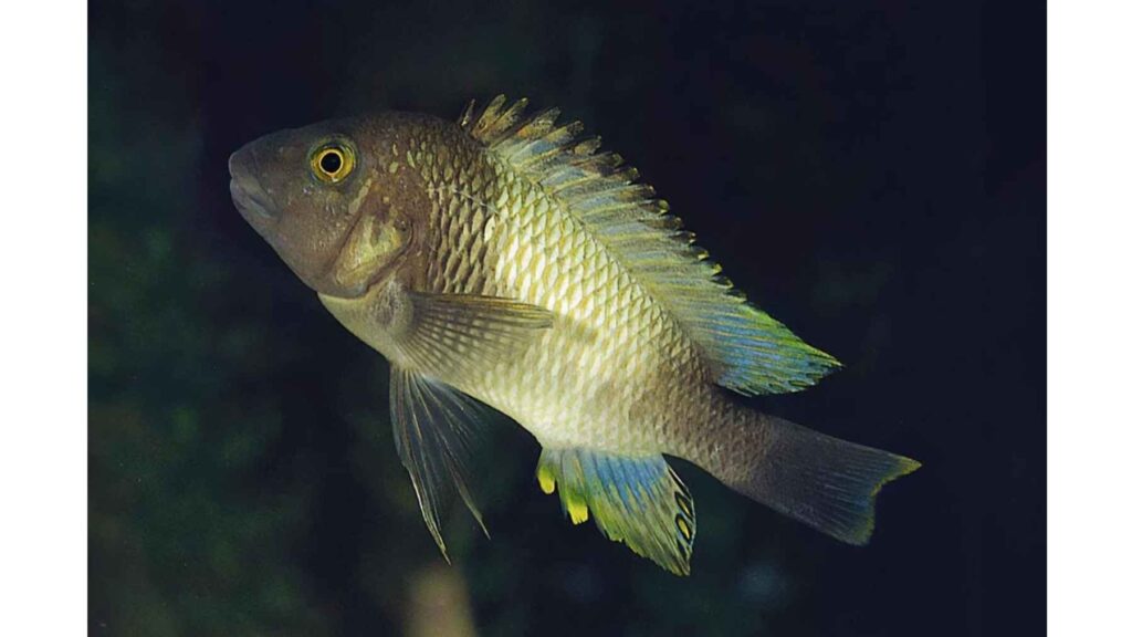 Mouthbrooding fish representing one of nature's unique parenting strategies, where fathers protect their young inside their mouthsñ.
