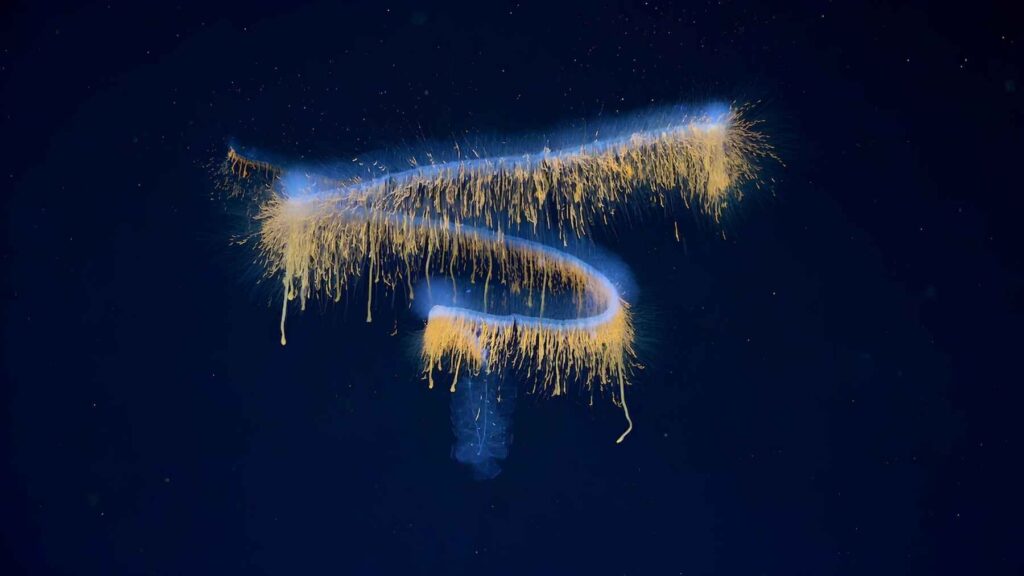 A newly discovered siphonophore photographed in the tropical South Atlantic during the Schmidt Ocean Institute's 2026 deep-sea expedition.