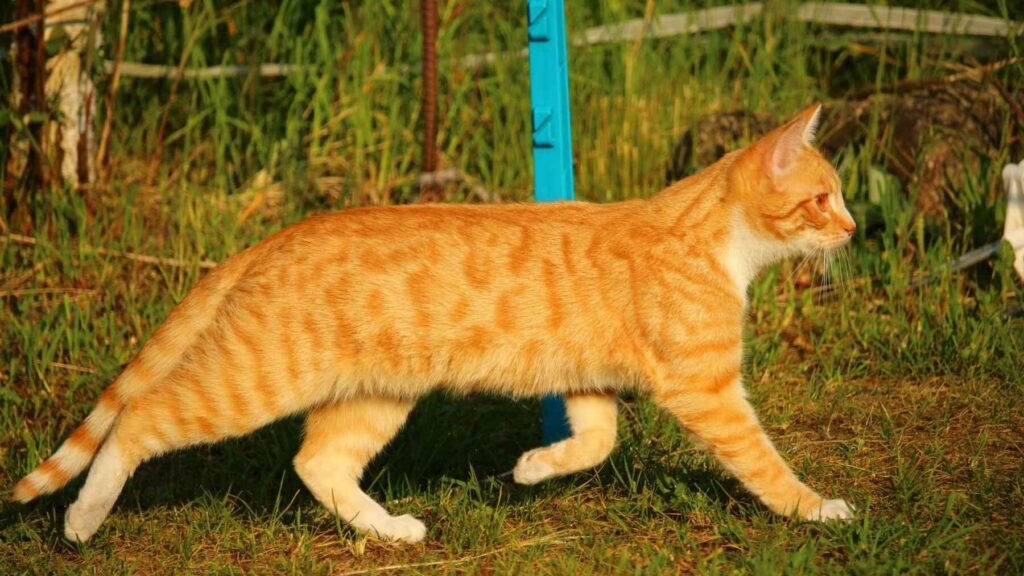 Orange tabby cat walking outdoors with visible stripe patterns on its body and tail