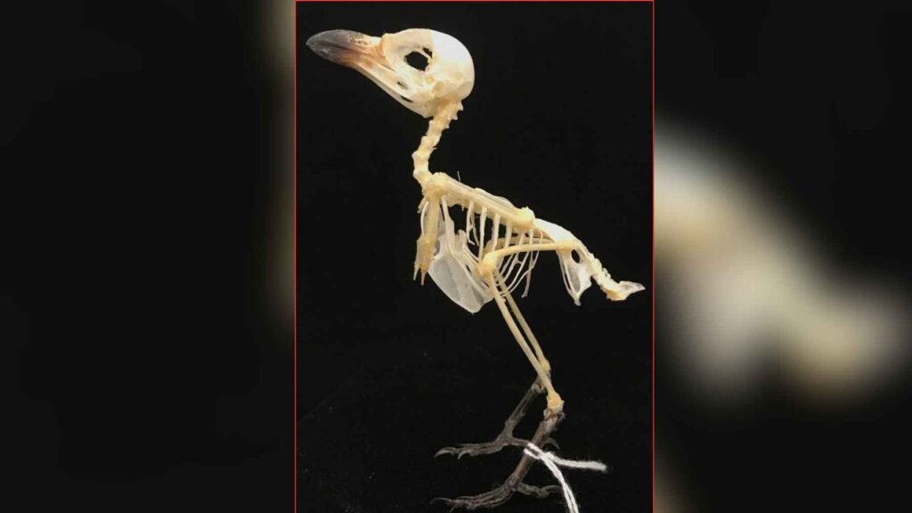 Passerine bird skeleton photographed for AI analysis that measured skeletal anatomy across thousands of museum specimens.
