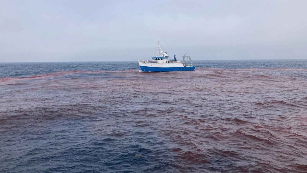 Research vessel sails through a pink tracer plume during an ocean alkalinity enhancement experiment in the Gulf of Maine.