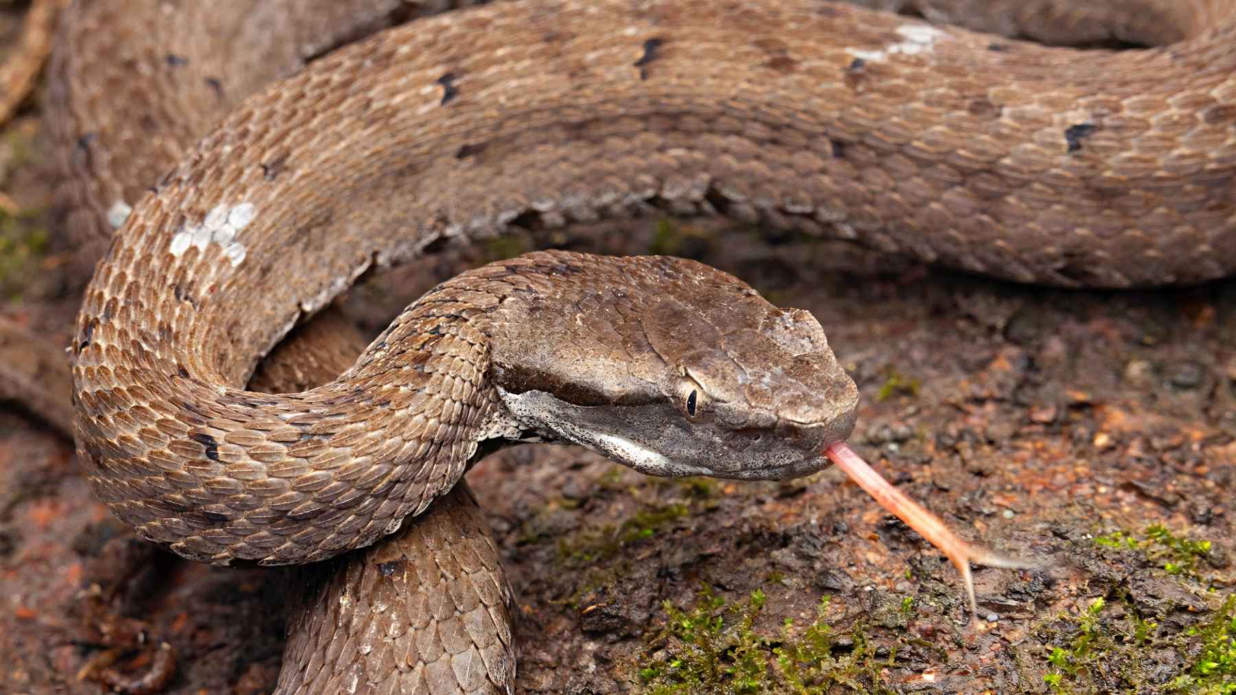 Close-up of Himalayan pit viper showing scales and tongue during new species identification study