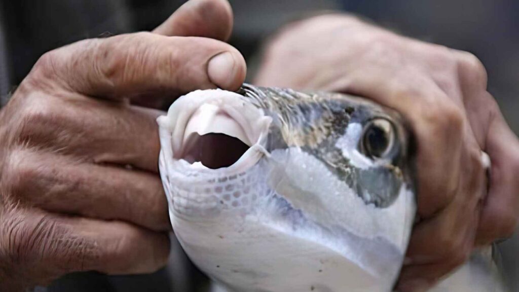 Close up of pufferfish mouth showing strong teeth that damage fishing nets