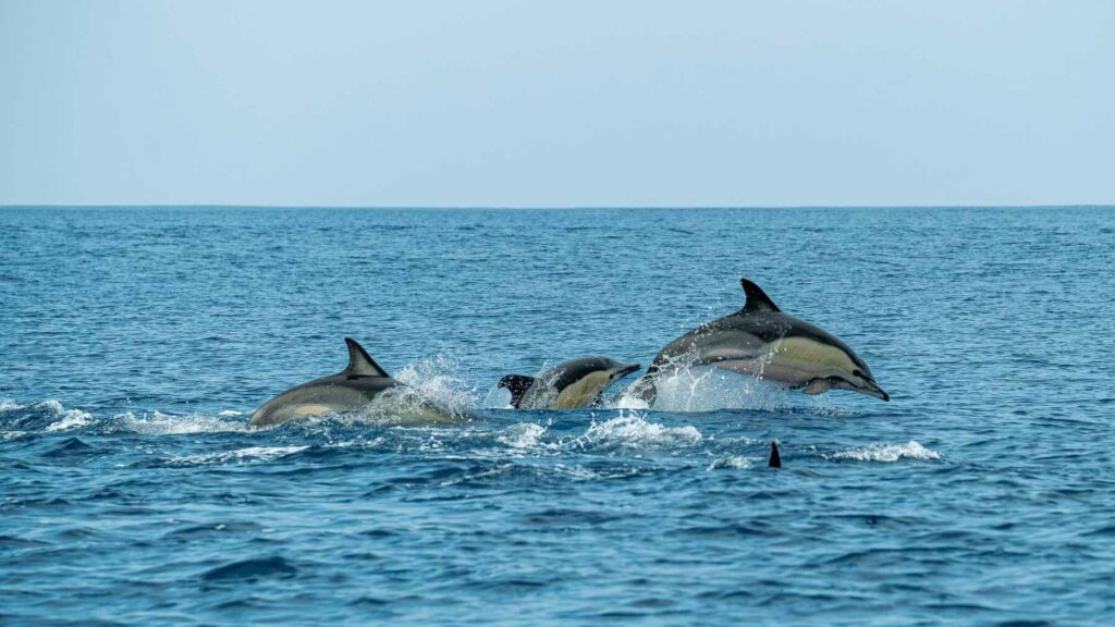 A fishing net equipped with sealed recycled plastic bottles being deployed, acting as acoustic reflectors to alert dolphins and reduce accidental bycatch.