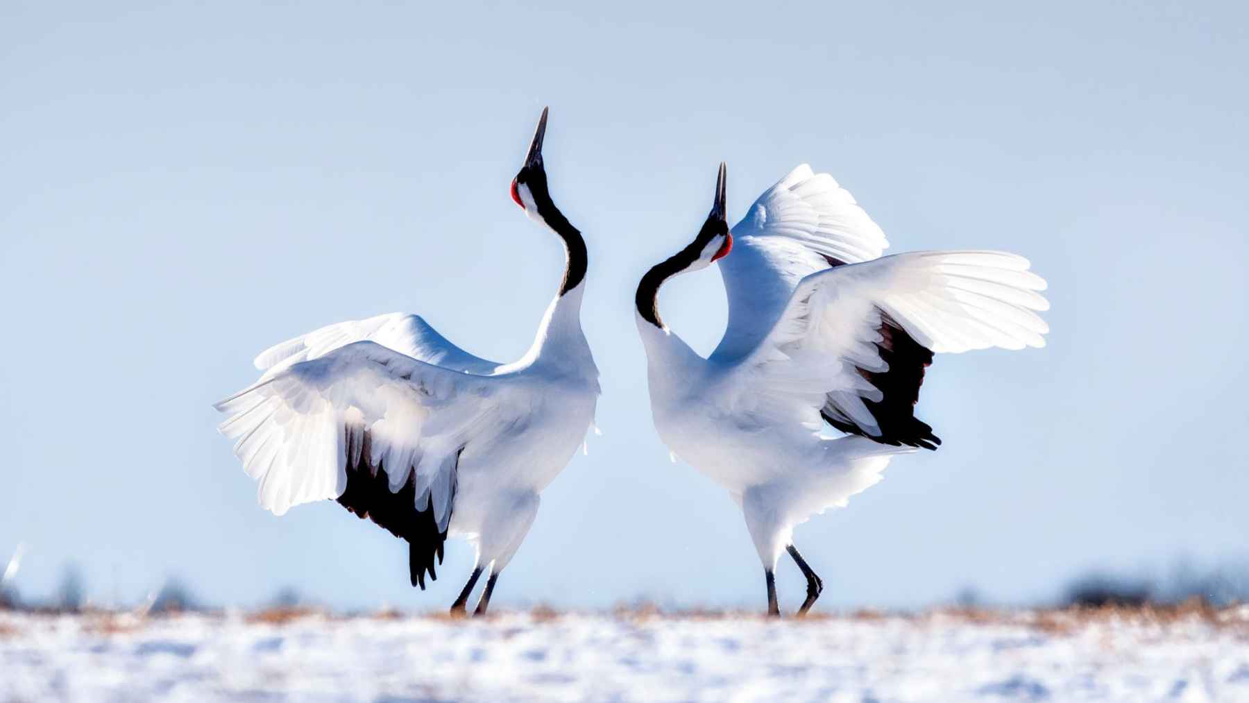 Two red-crowned cranes perform a synchronized courtship dance in the Kushiro wetlands, responding to each other with coordinated bows and poses.