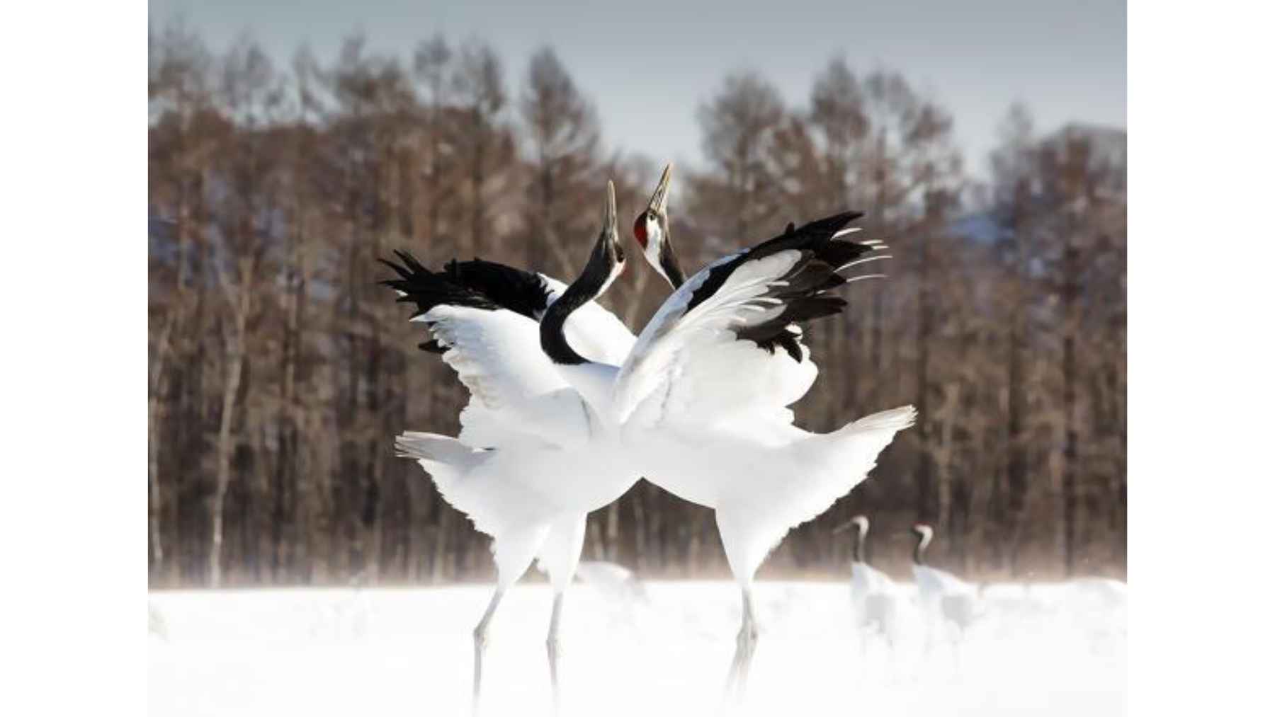 What looks like a beautiful dance in the Kushiro wetlands could be a secret conversation between two cranes, featuring a series of bows, poses, and movements that last up to three minutes and respond to each other’s gestures 1 Two red-crowned cranes perform a synchronized courtship dance with raised wings in the snowy Kushiro wetlands of Hokkaido, Japan.