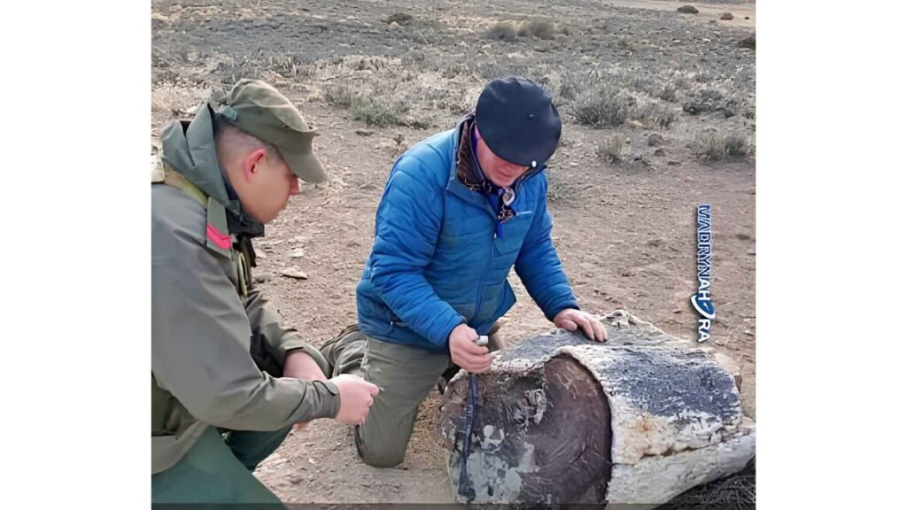 Researchers examine a petrified tree trunk at one of three newly discovered fossil forest sites in Río Negro, Patagonia.
