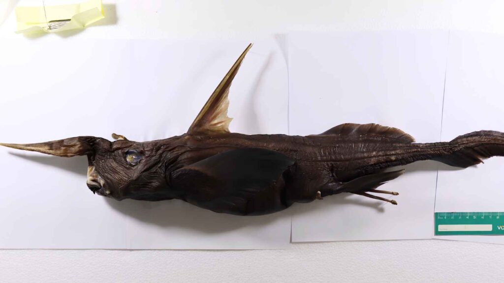 Rhinochimaera deep sea ghost shark specimen with elongated snout photographed for scientific study