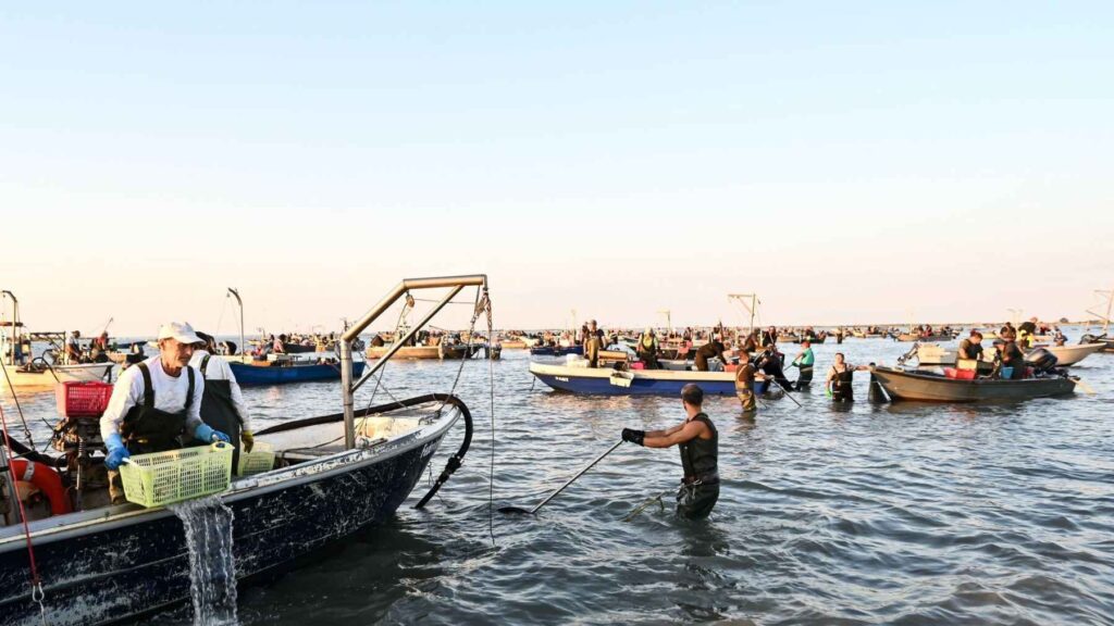 Clam farming areas in Scardovari Lagoon, one of Italy's most important shellfish-producing regions.