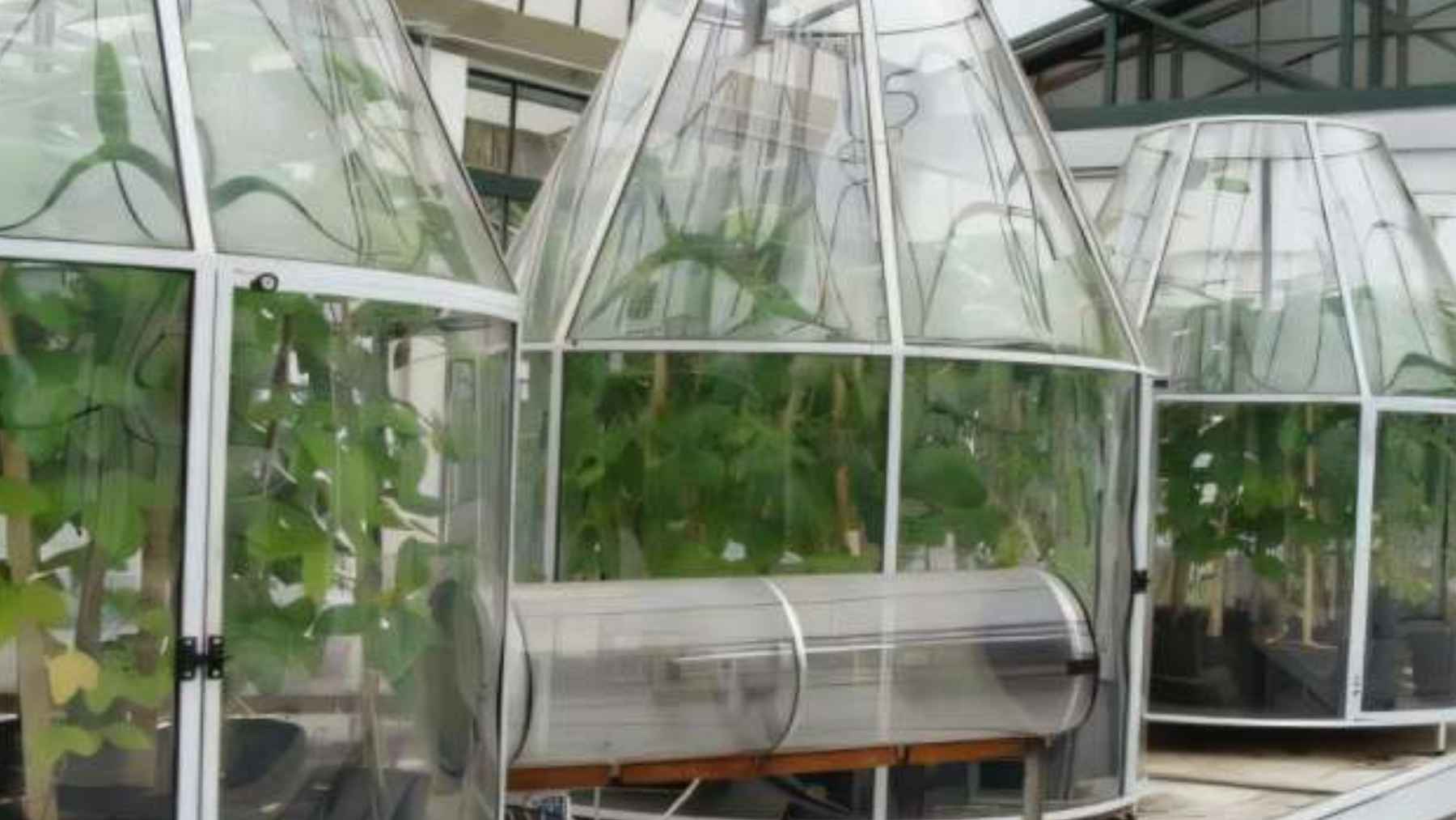 A mixed bag for soybean farmers growing the crop in our future climate: higher yields but with poorer nutritional profiles 1 Open-top climate chambers used to study how elevated carbon dioxide, heat, and drought affect soybean growth and nutritional quality.