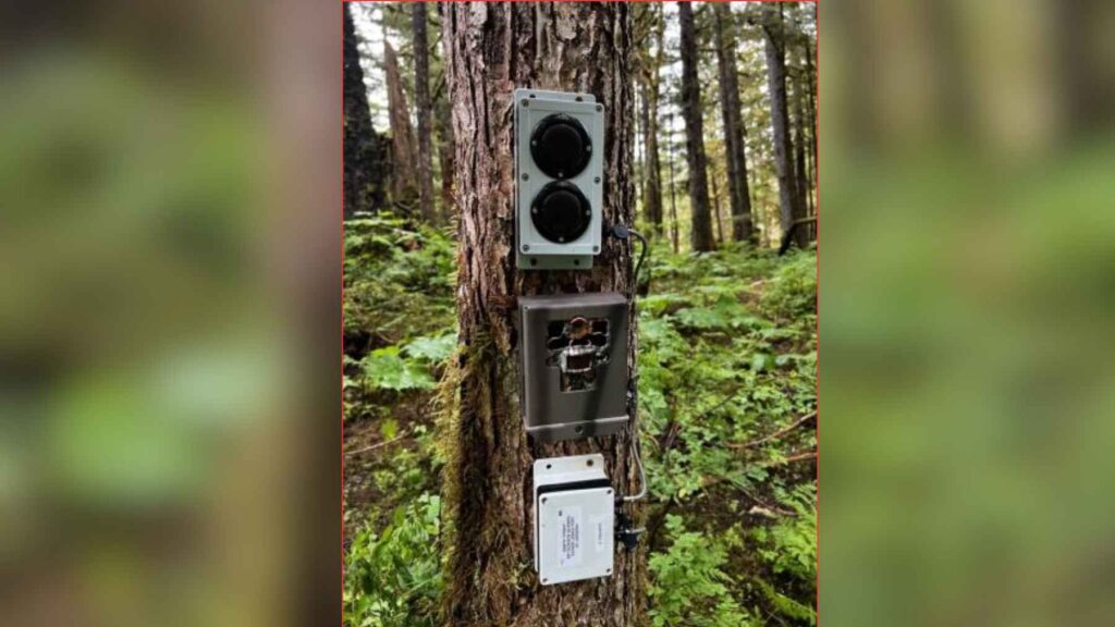 Speaker and motion-activated camera installed beside an Alaska salmon stream to study how wildlife responds to human sounds.