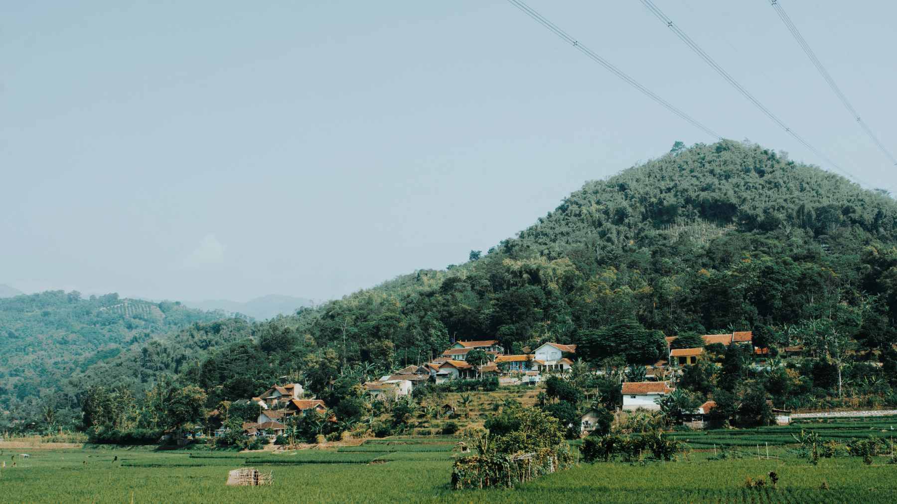 The country with the largest forest area in South America may face a momentous decision: to accept large-scale soybean farming and cattle ranching projects or to protect the rivers, communities, and forests that took centuries to form 1 Lush, intact rainforest canopy in Suriname, highlighting the biodiversity and primary forest cover currently at risk from agricultural expansion.