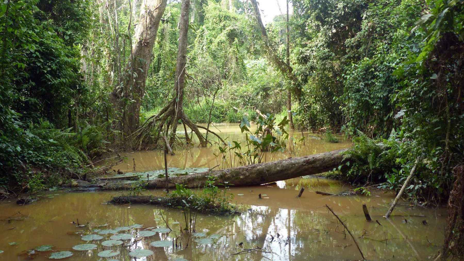 Muddy rainforest river in Taï National Park where slender-snouted crocodiles live