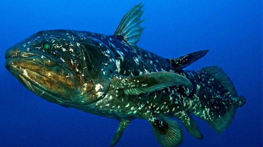 A West Indian Ocean coelacanth (Latimeria chalumnae) swims in its deep-sea habitat.