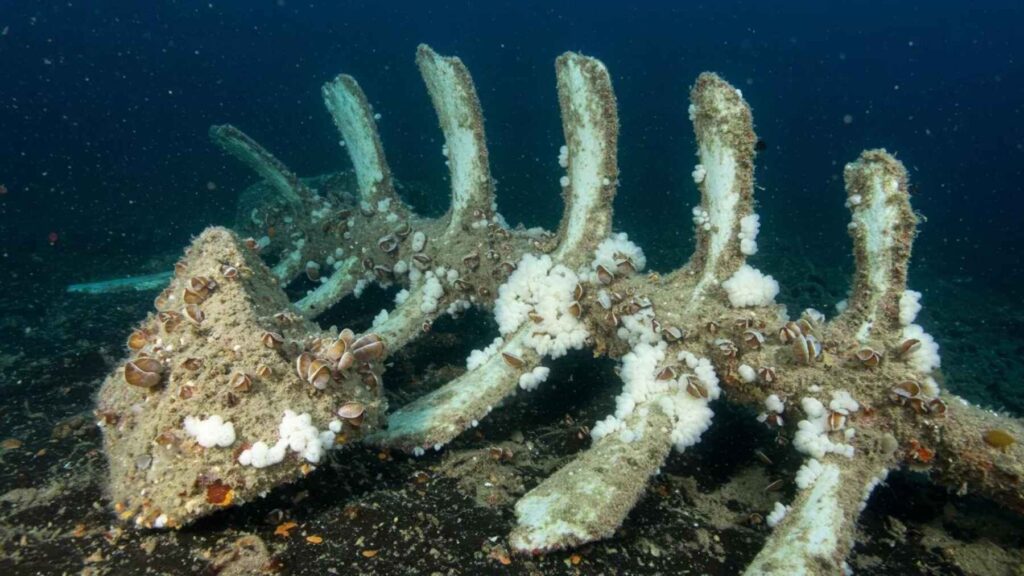 Close-up of whale bones covered with deep-sea organisms in a whale-fall ecosystem similar to the newly discovered site