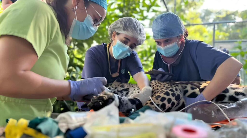 Veterinarians treating Yaguara the jaguar during rehabilitation after Bolivia wildfires