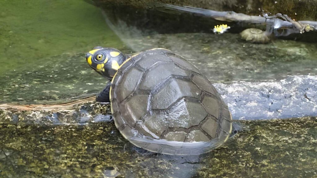 Yellow-spotted Amazon river turtle (Podocnemis unifilis), the Amazon species in which an exceptionally rare albino hatchling was recently documented in Bolivia.