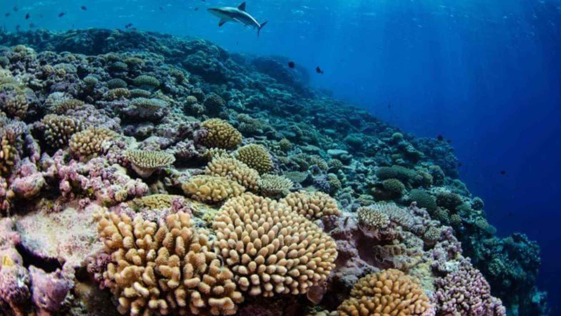 Yellowfin, an autonomous surface robot, surveys coral reefs in Majuro Lagoon to identify heat-resistant coral communities.