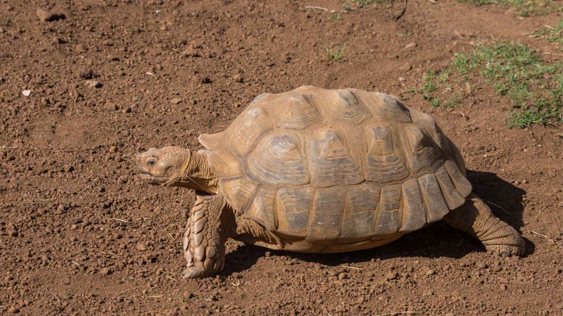 African spurred tortoise beside one of the deep burrows it excavates in the Sahel.