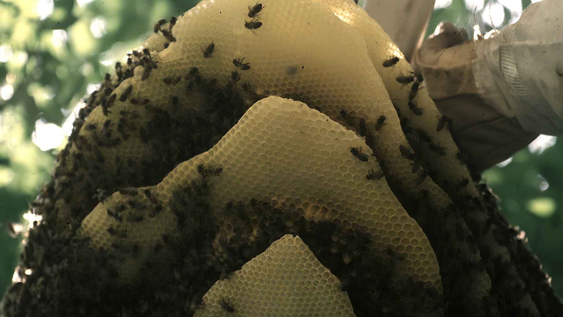 Honey bee colony covering large exposed sections of honeycomb.