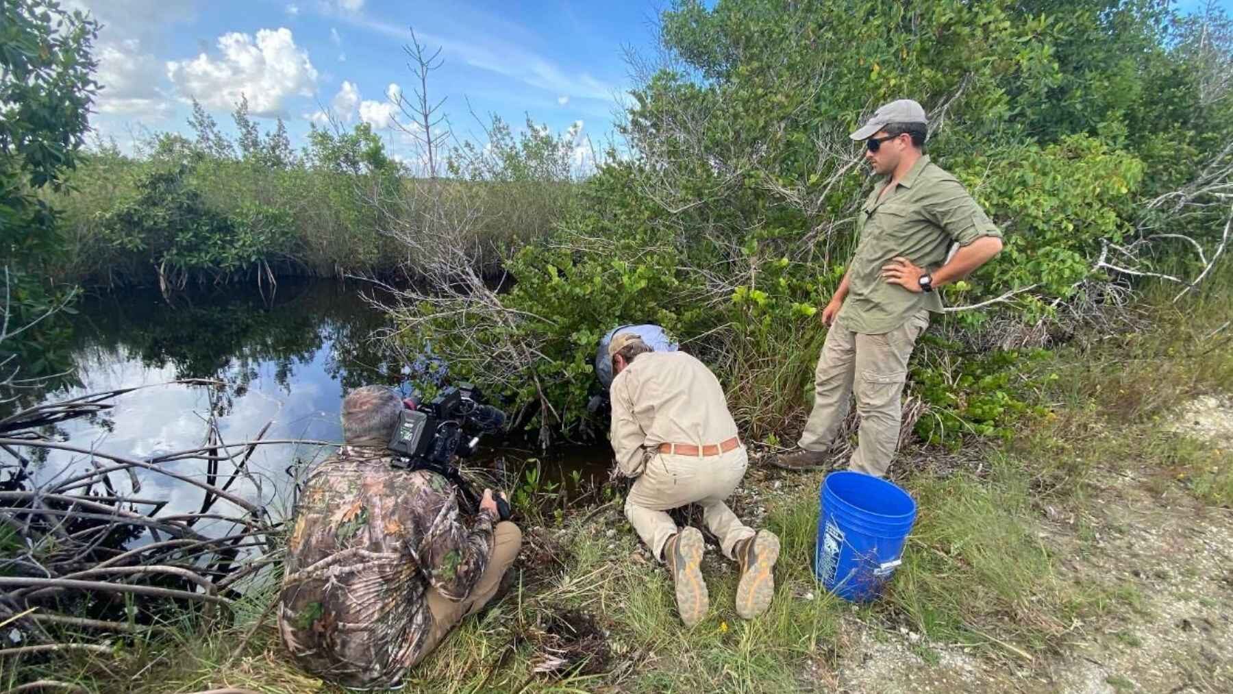 Wildlife specialists monitor American crocodiles near the Turkey Point cooling canal system in Florida.