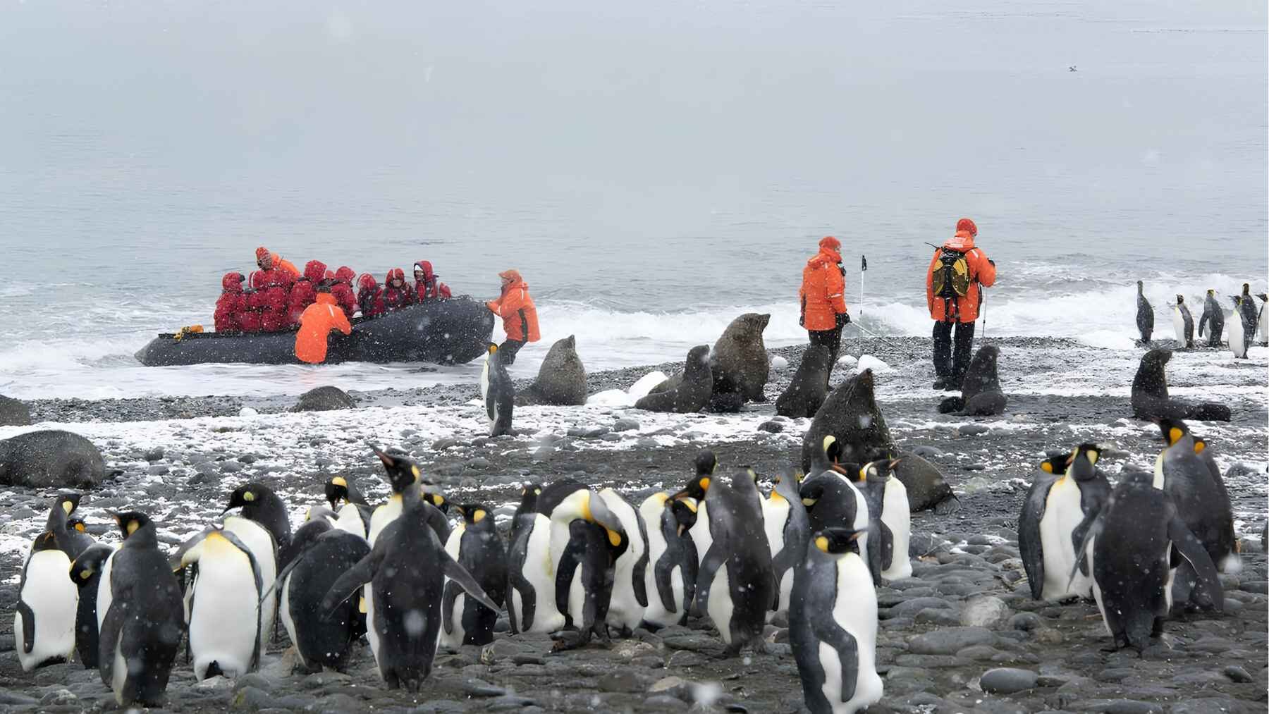 Antarctic tourists standing among penguins with an expedition cruise ship offshore.