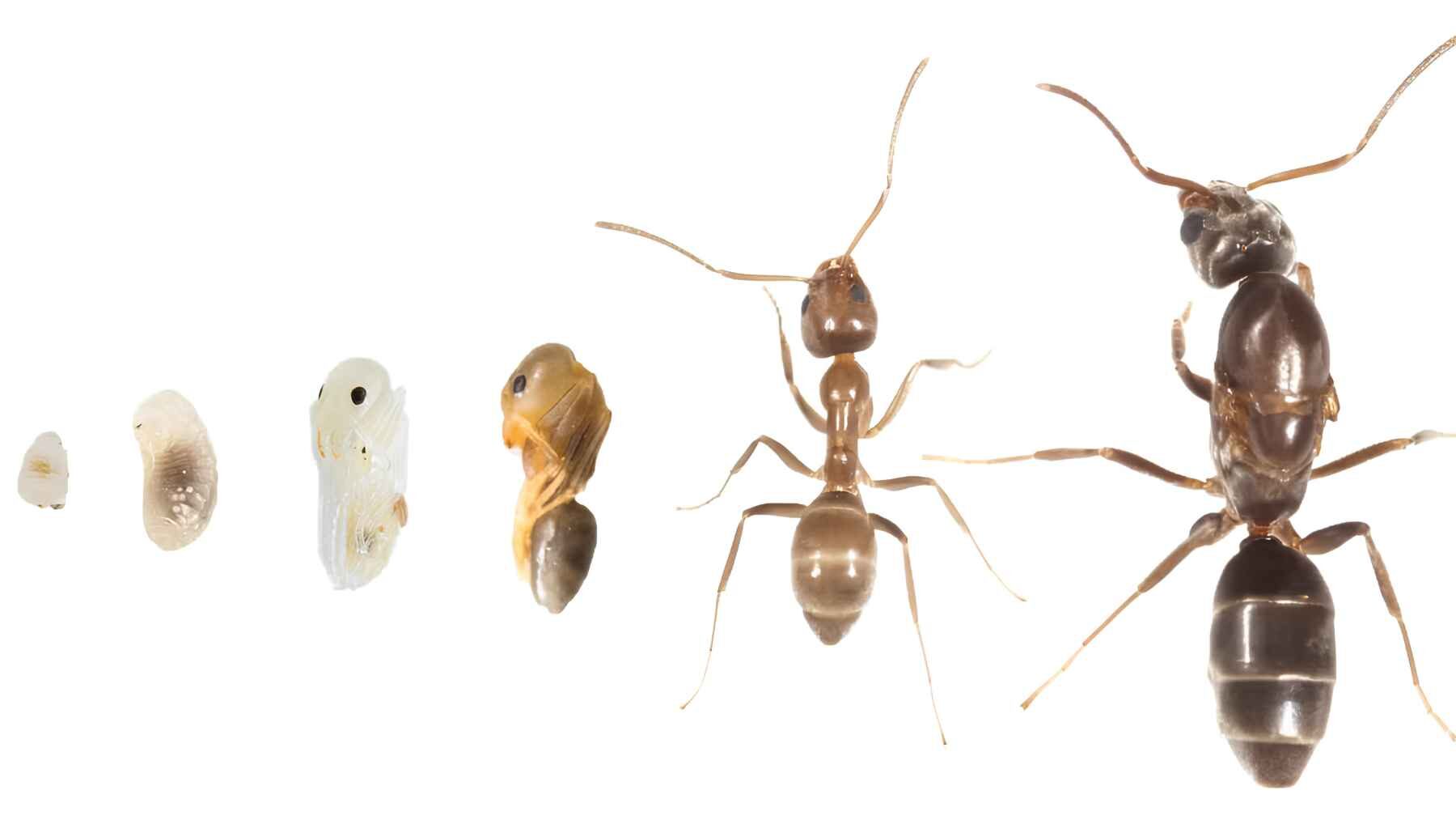 Argentine ant life stages from egg and larva to worker and queen.