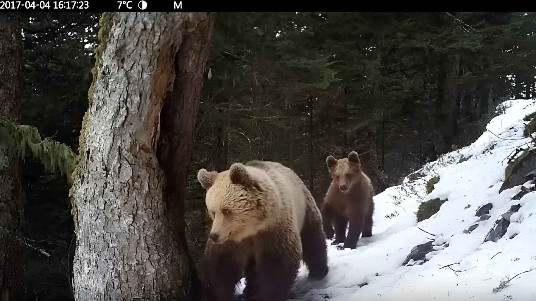 A brown bear and its cub walk past a tree in the French Pyrenees, recorded by a wildlife camera trap.