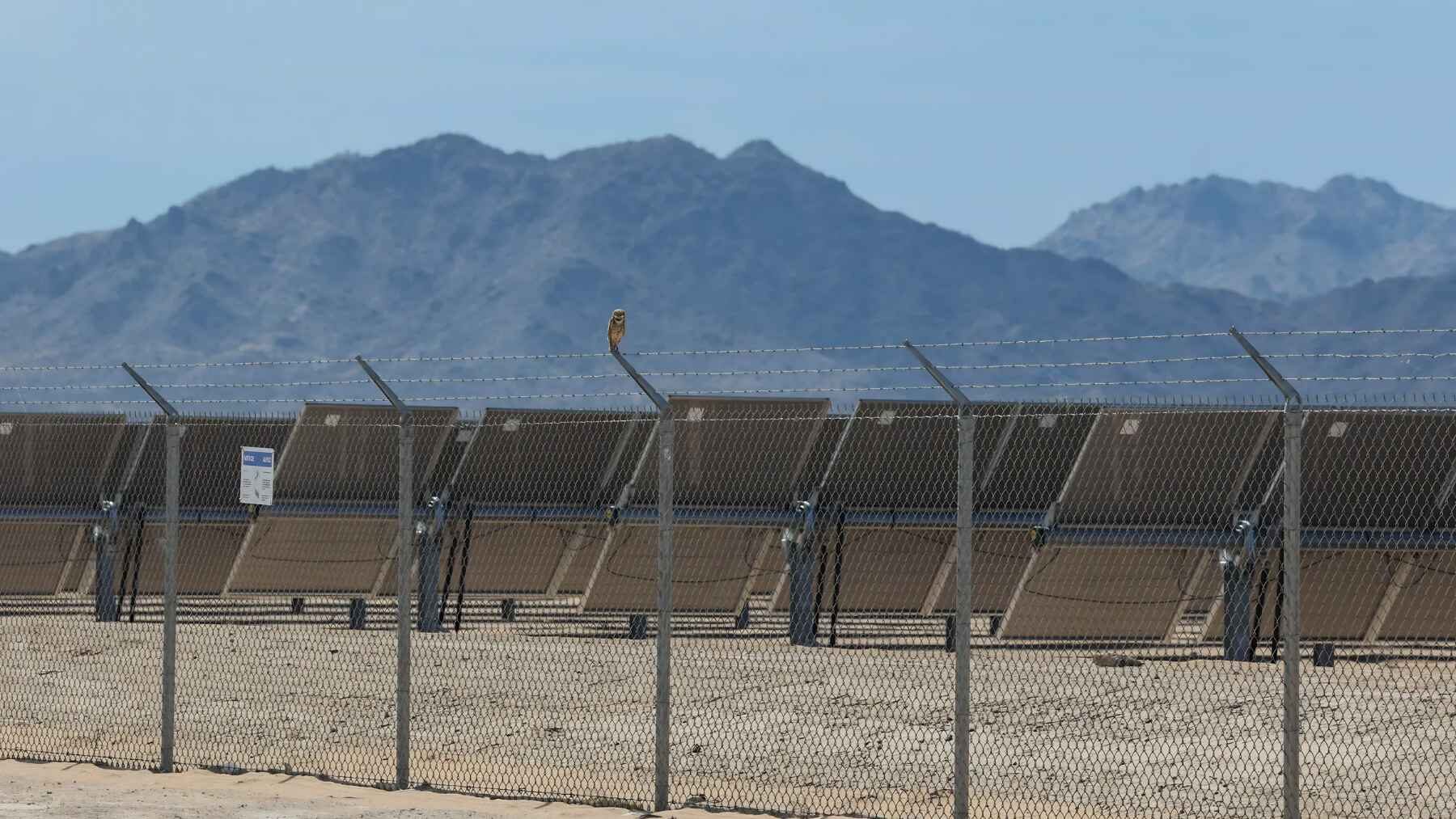 A burrowing owl perches near solar panels at an Arizona solar farm.