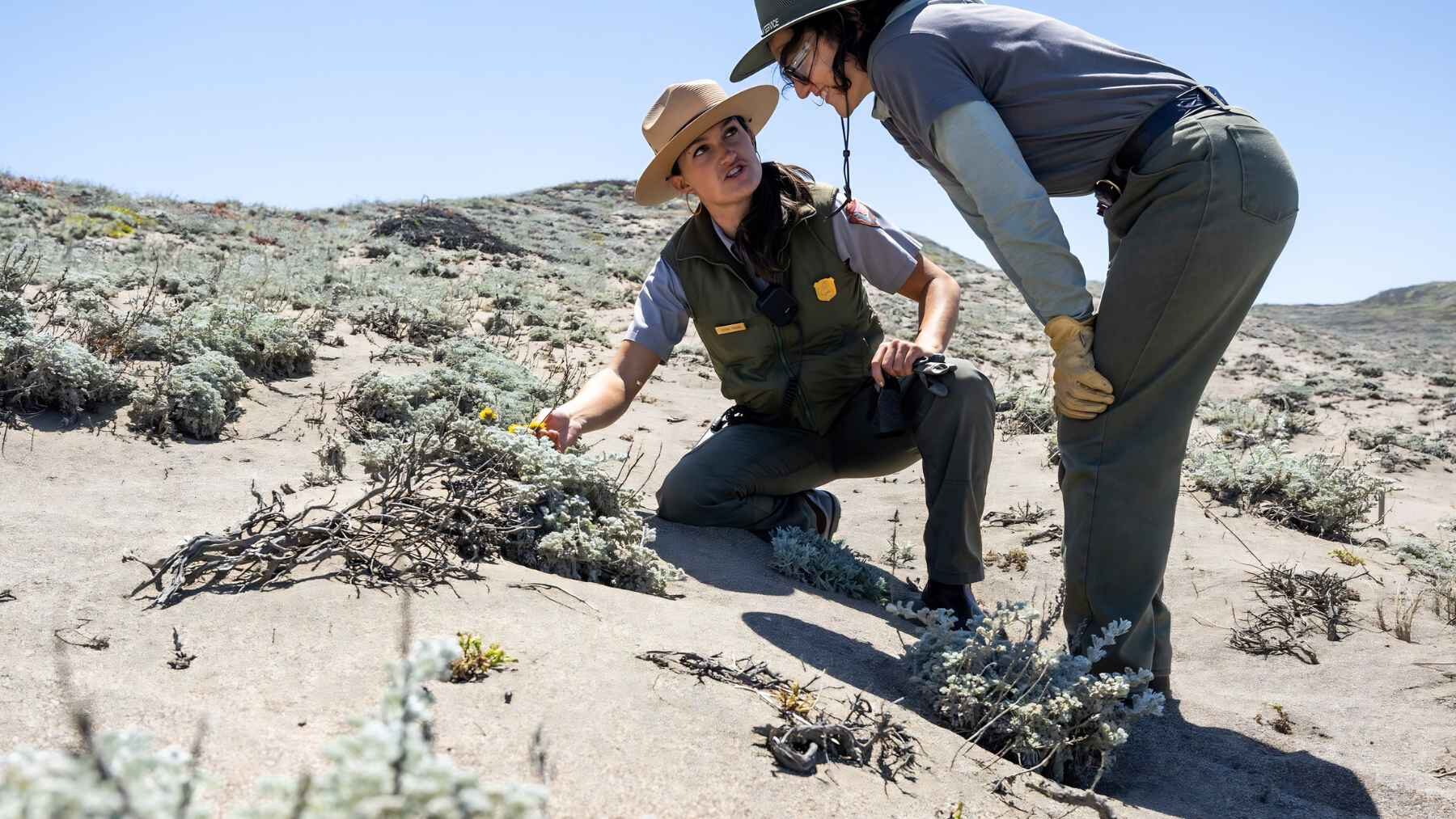 National Park Service staff examining native plants in a restored California coastal dune