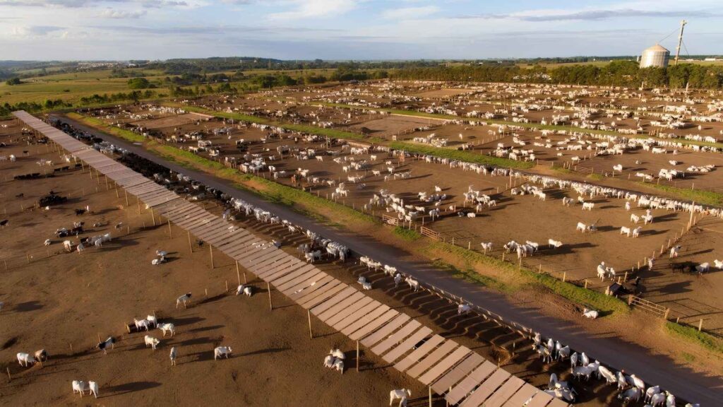 Large cattle feedlot supplying the beef industry.