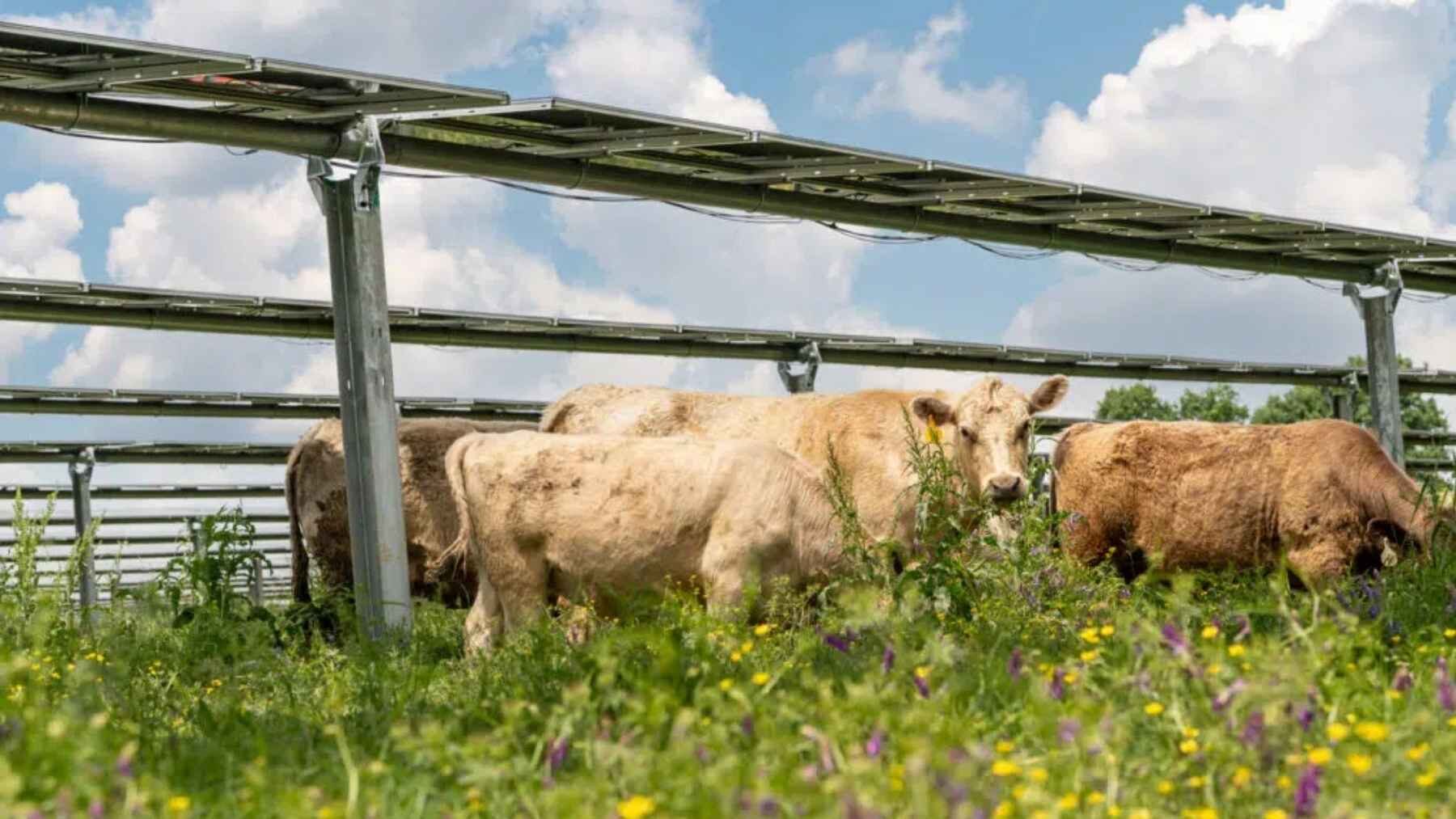 Cattle grazing beneath elevated solar panels at Silicon Ranch's Tennessee solar farm.