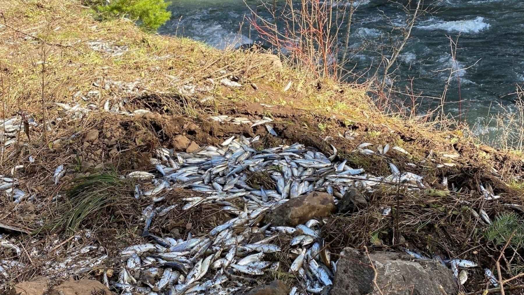 Dead Chinook salmon smolts scattered along the bank of Lookingglass Creek after the Oregon tanker crash.