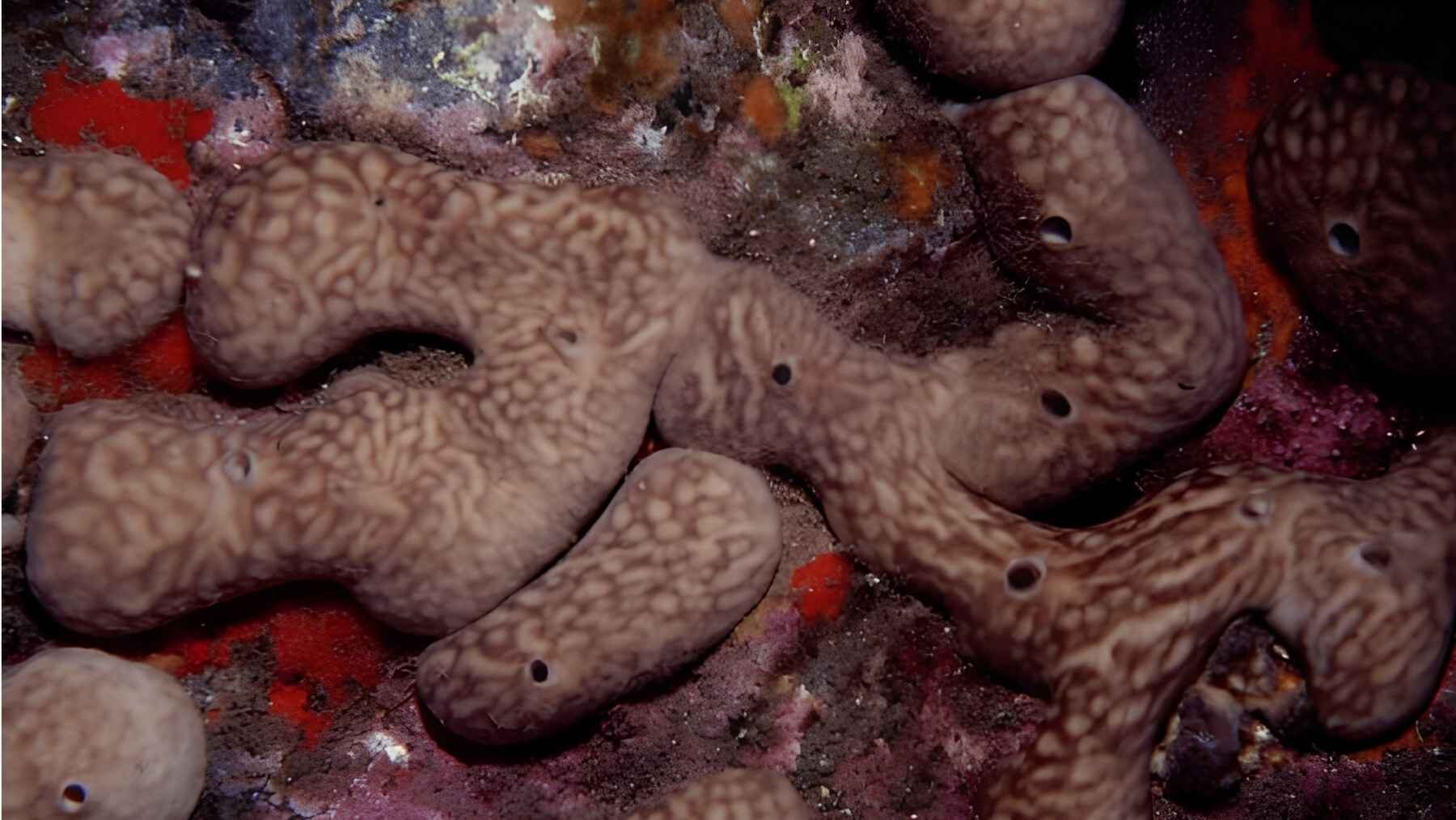 Multiple Chondrosia reniformis sponges growing together on a Mediterranean rocky surface.