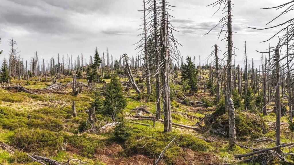 Forest in France showing drought and climate-related tree decline.