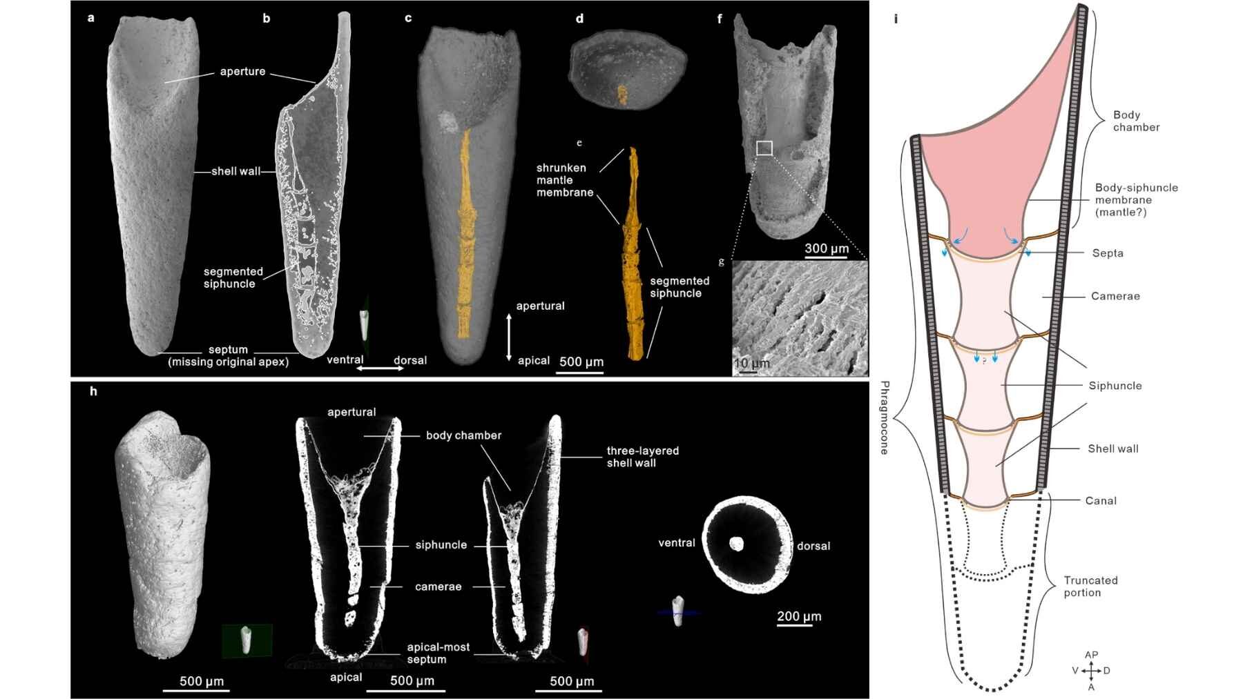 Micro-CT images of Eoceras shaanxiense showing its shell chambers and segmented siphuncle.