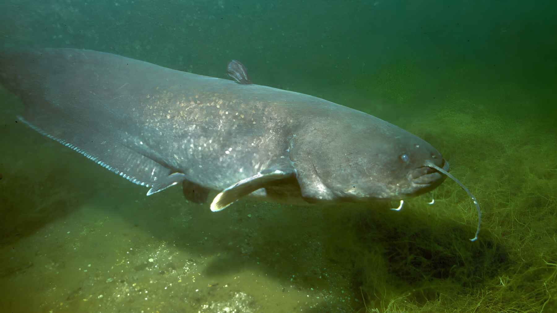 A European wels catfish (Silurus glanis) swimming underwater in a freshwater habitat.