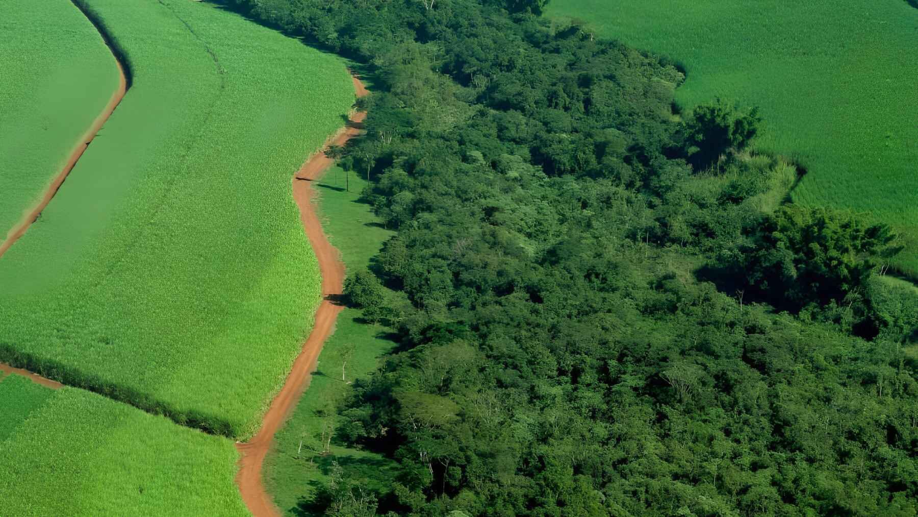 Agricultural fields border a dense area of natural vegetation, separated by a narrow dirt road.