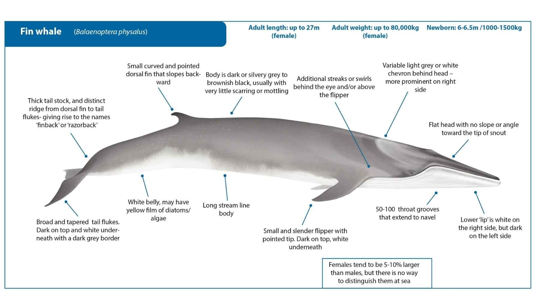Fin whale anatomy diagram showing its size, streamlined body, throat grooves and identifying features.