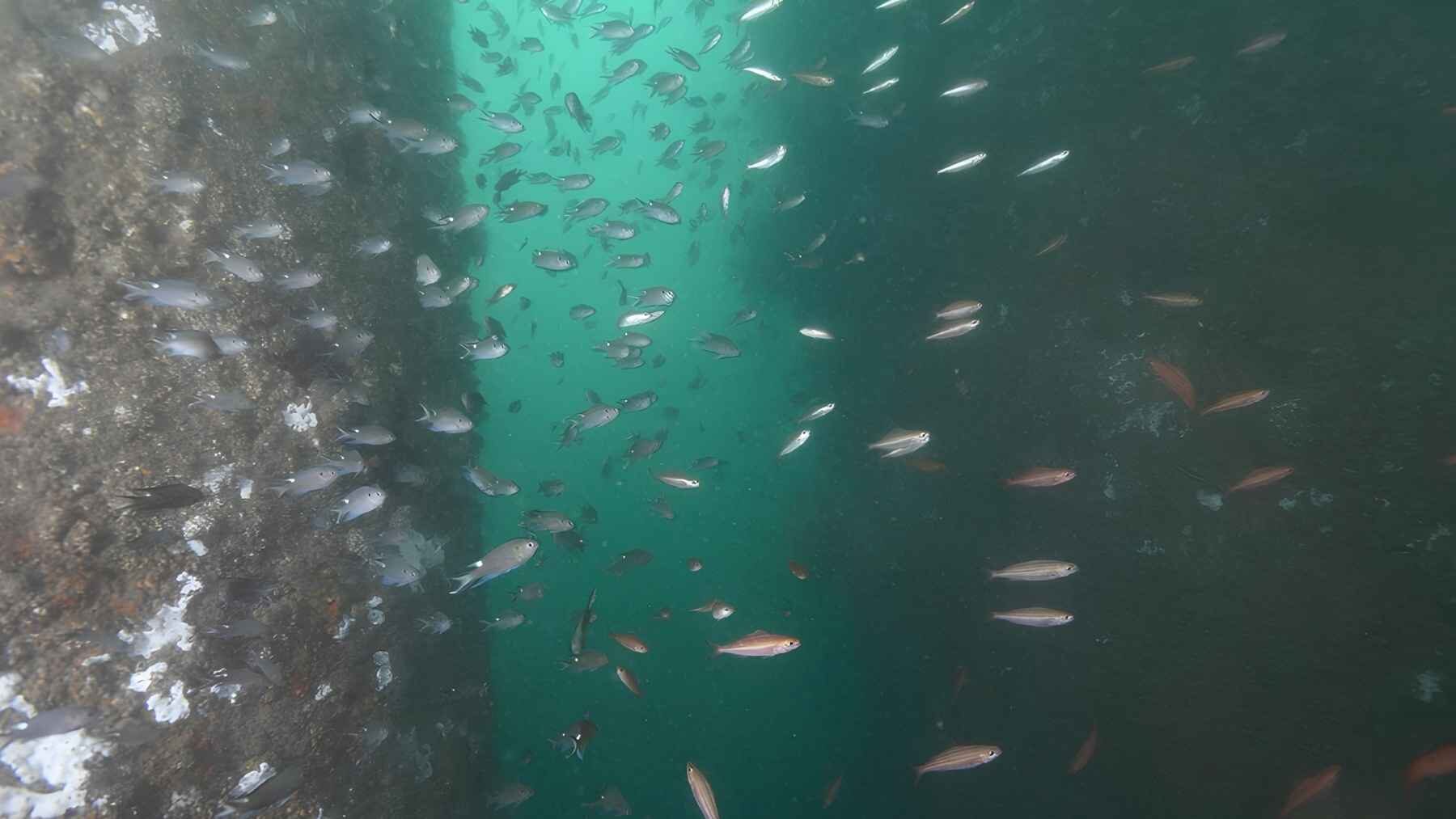 Fish swimming around a colonized offshore wind turbine foundation at the Formosa wind farm in Taiwan.