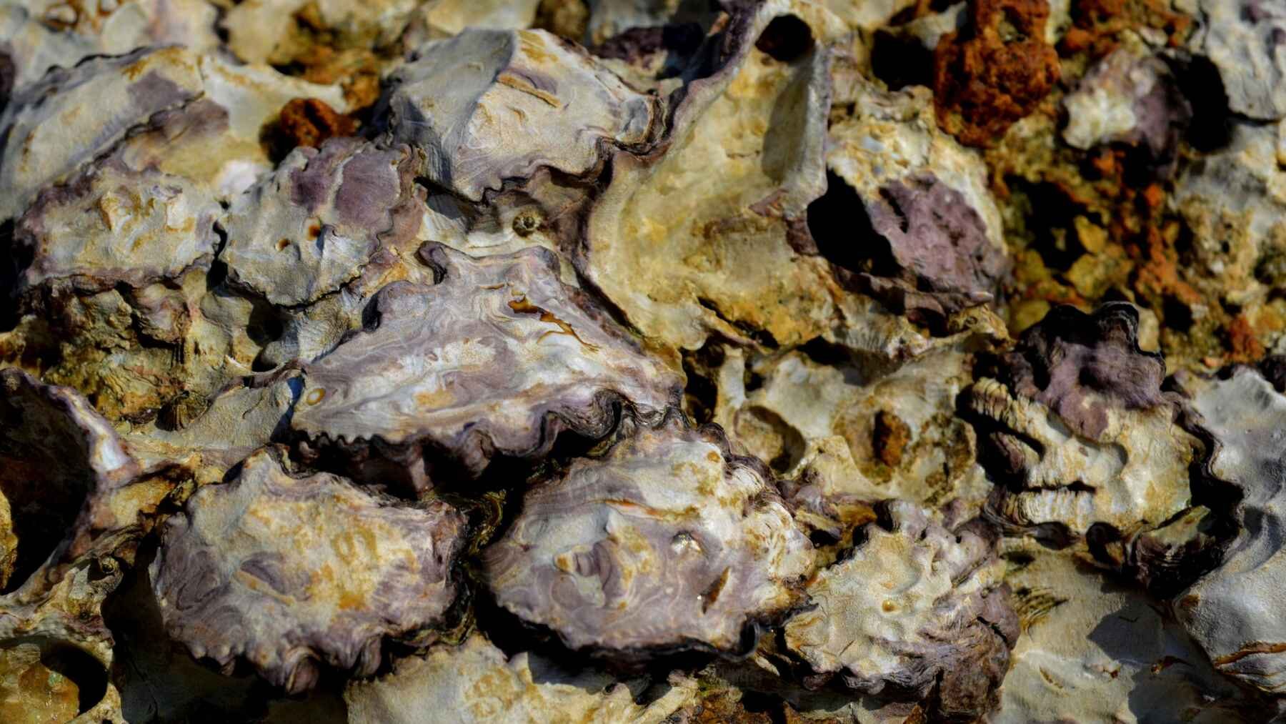 Piles of cured oyster shells ready for coastal reef restoration along a Florida shore.