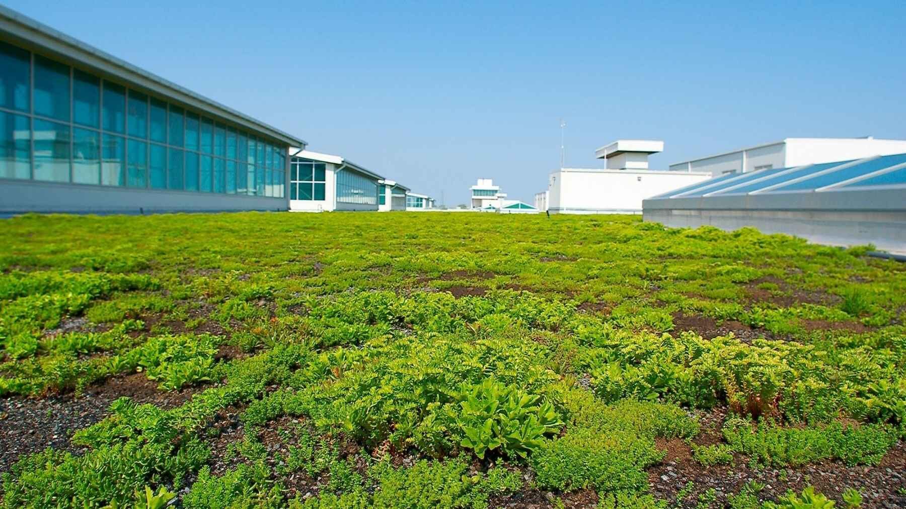 Drought-resistant sedum plants growing across the living roof at Ford's Rouge complex.