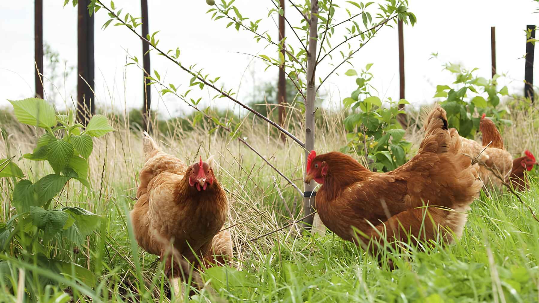 Free-range hens walking through grass and vegetation in an outdoor area.