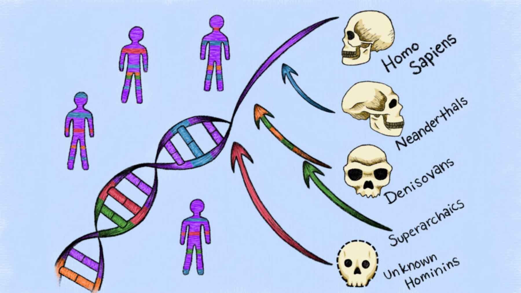Illustration showing DNA contributions from Neanderthals, Denisovans, super-archaic populations and unknown hominins to modern humans.