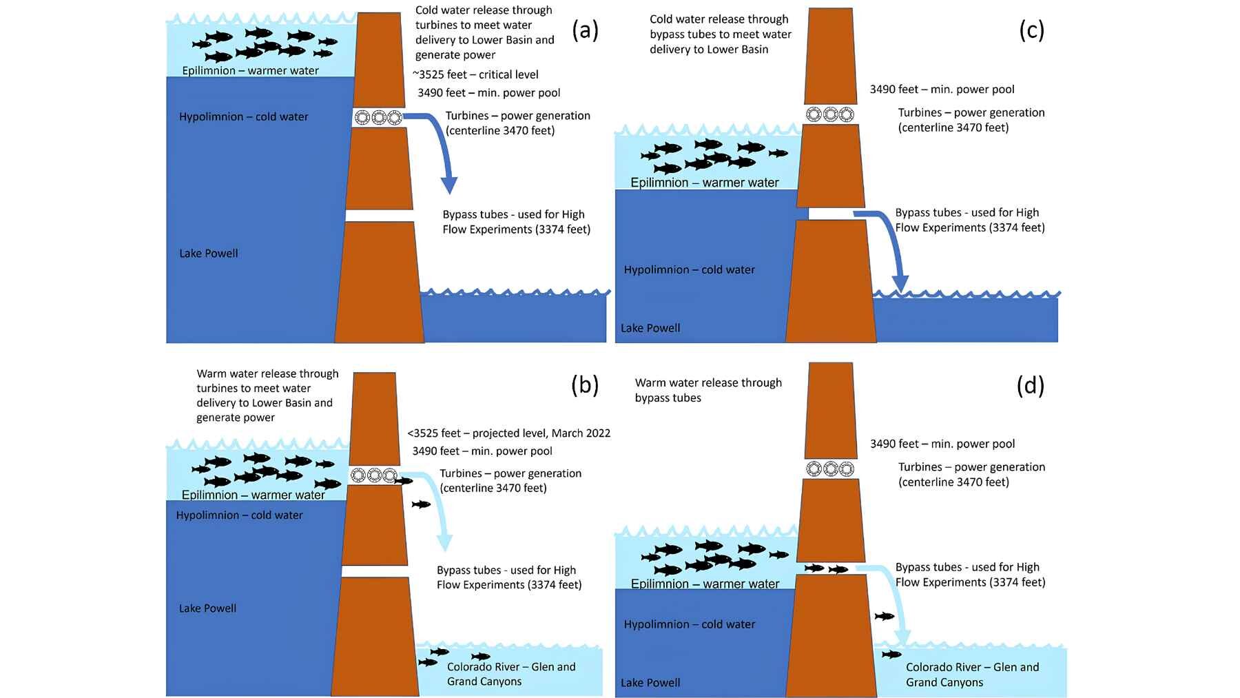 Diagram showing Glen Canyon Dam water levels, turbine intakes, bypass tubes, and conditions that allow warm water and fish passage.