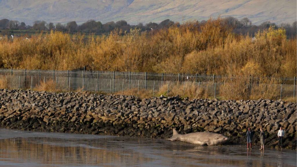 Landscape of County Sligo, Ireland, where a rare Greenland shark stranded on the coast before scientists recovered it for study.